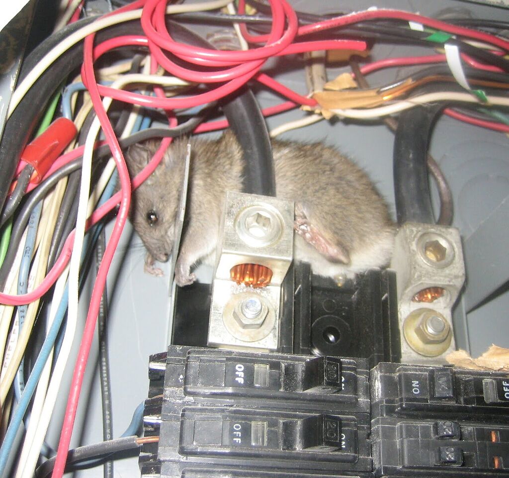 rat among wires